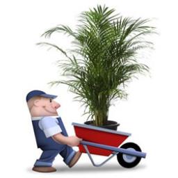 جابجایی گیاهان در هنگام اسباب کشی جابجایی گیاهان در هنگام اسباب کشی